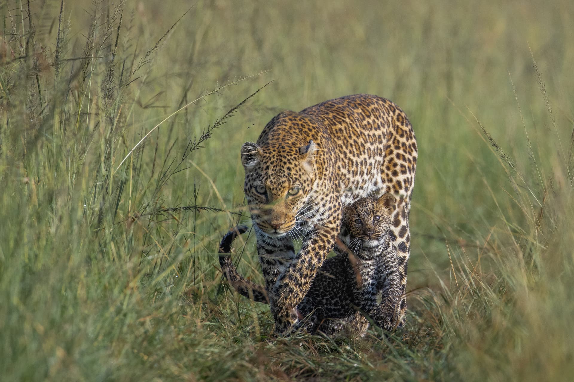 Leopard mother walking through tall grass with her small cub beside her