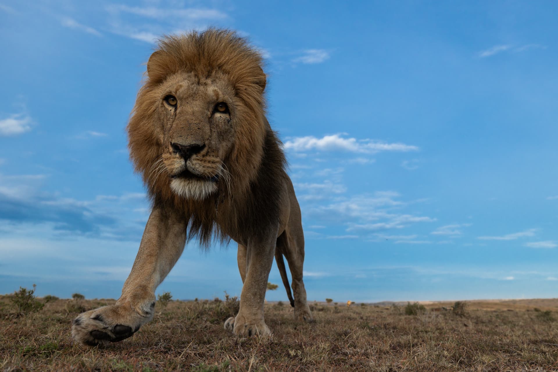 Male lion walking straight toward the camera beneath a wide blue sky