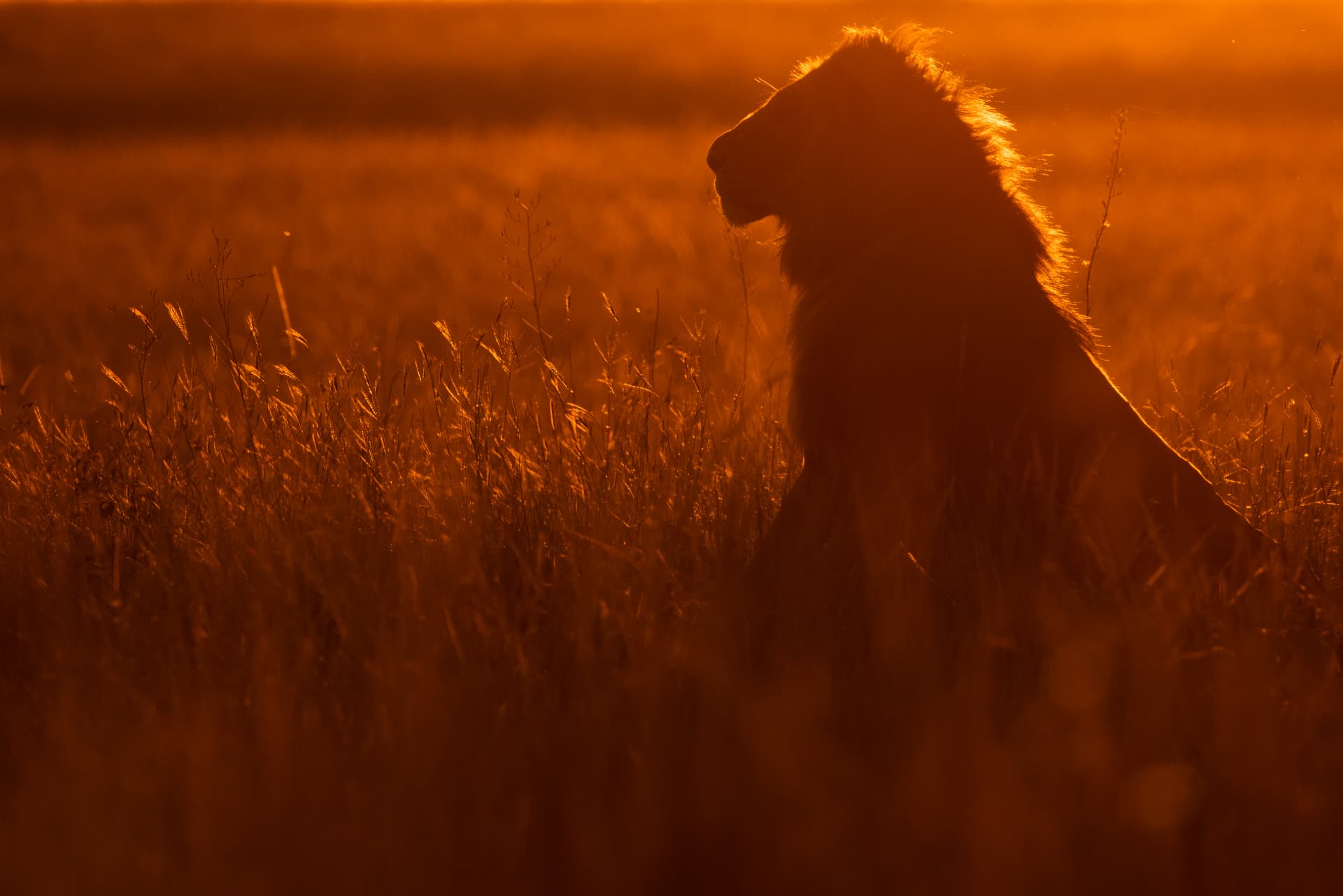 Male lion sitting in tall grass, rim lit by a low orange sun