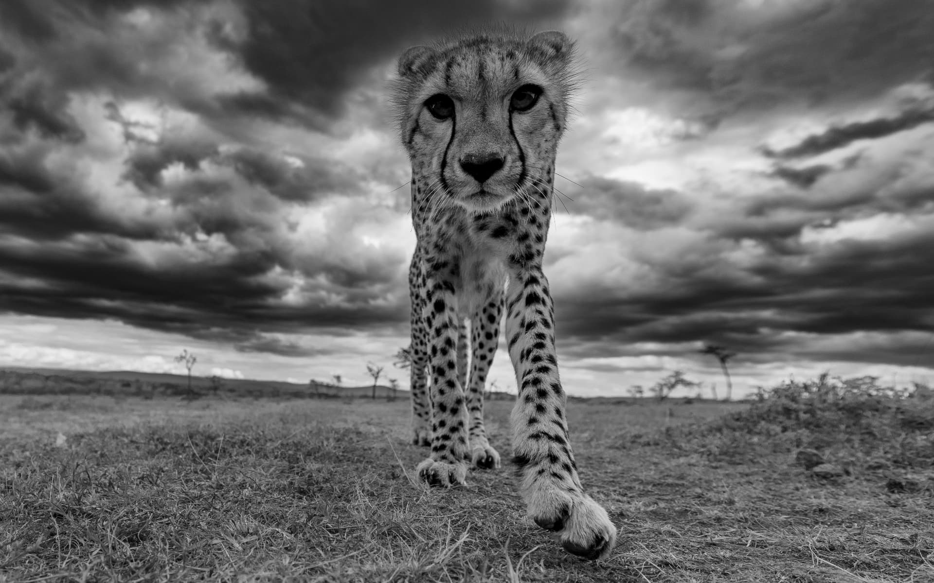 Black and white portrait of a cheetah walking toward the camera under storm clouds