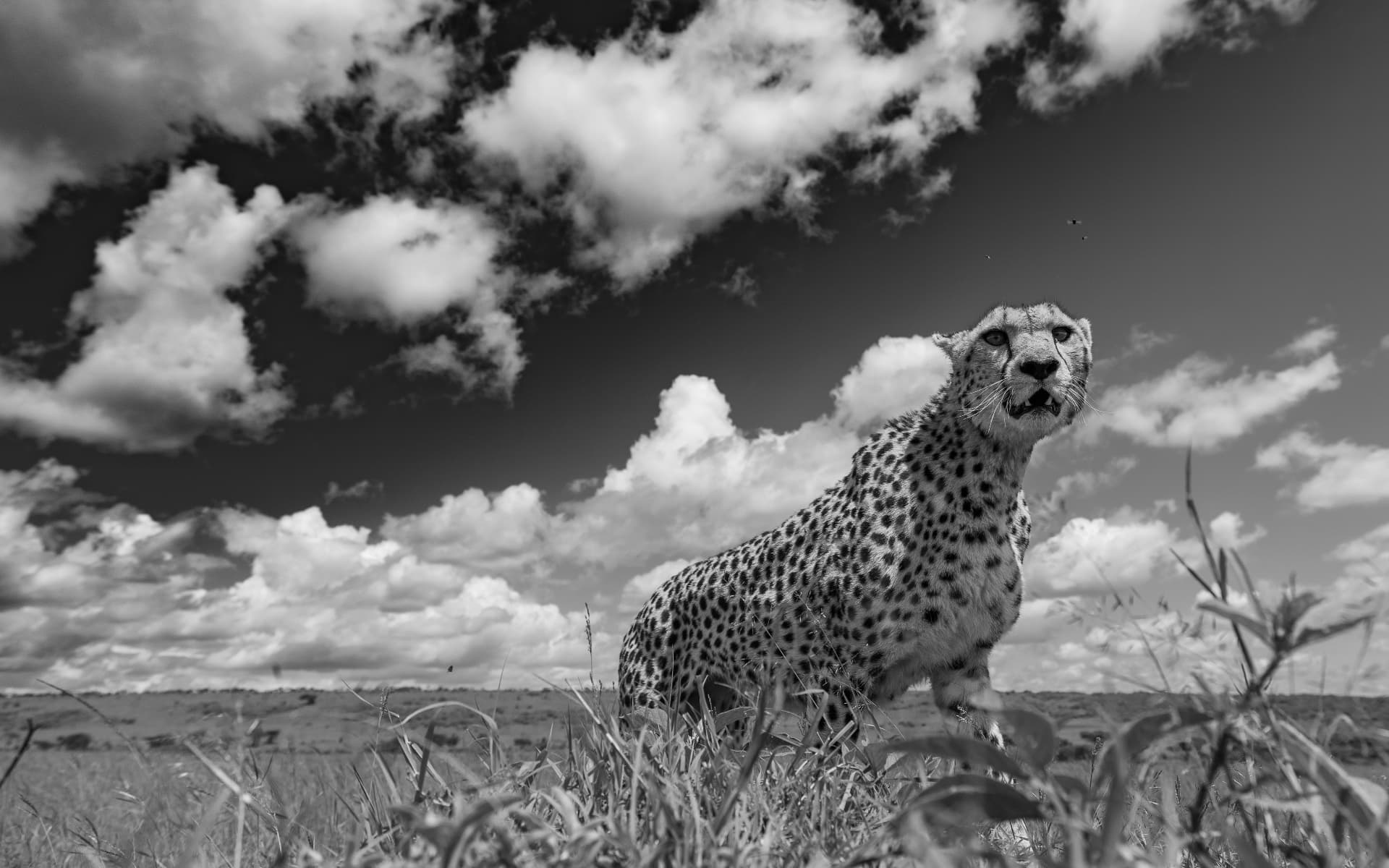 Black and white low angle of a cheetah on a mound under towering clouds