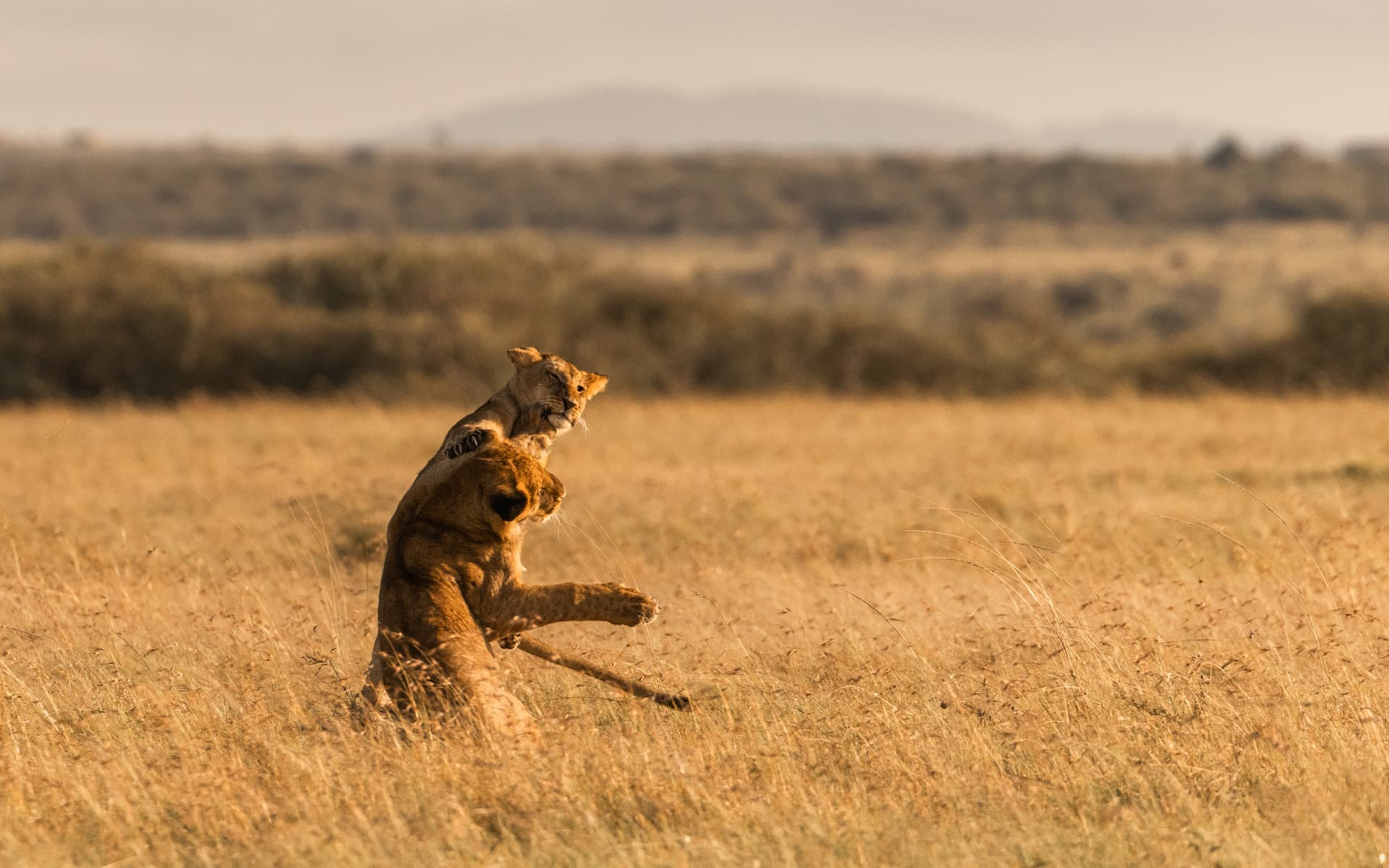 Two lion cubs playing in golden grass at sunrise